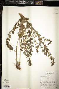 Juncus gerardii image