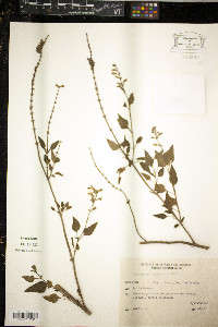Luzula arcuata image