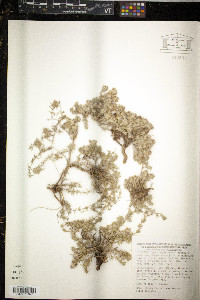 Luzula arcuata image