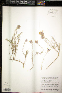 Luzula confusa image
