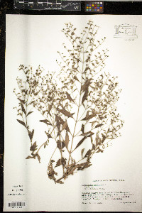 Luzula confusa image