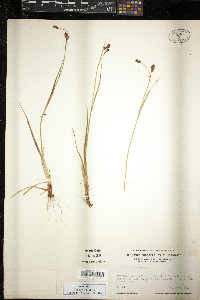 Luzula confusa image
