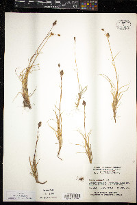 Luzula confusa image