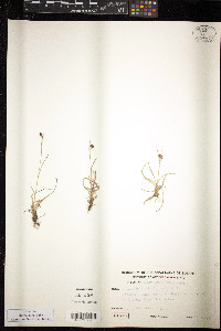 Luzula arctica subsp. arctica image