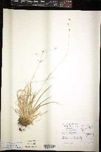 Luzula parviflora image