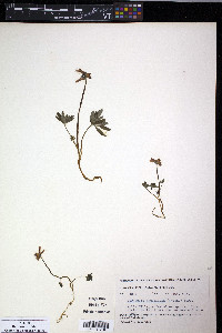 Corydalis pauciflora image