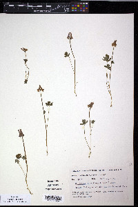 Corydalis pauciflora image