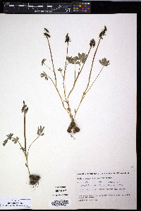 Corydalis pauciflora image