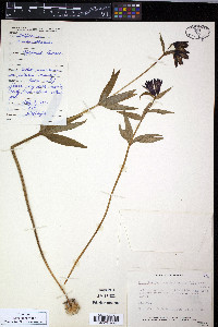 Fritillaria camschatcensis image