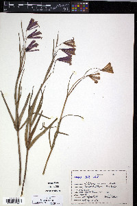 Fritillaria recurva image