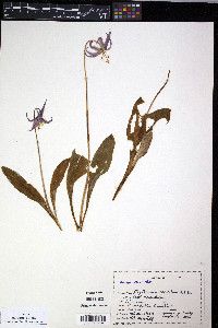 Erythronium revolutum image