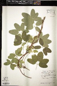 Akebia quinata image