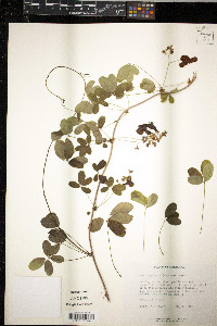 Akebia quinata image