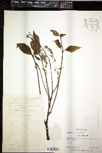 Decaisnea fargesii image