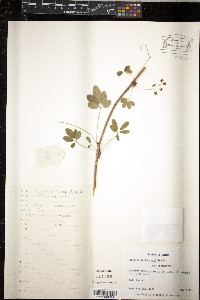 Stauntonia angustifolia image