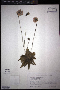 Pinguicula caerulea image