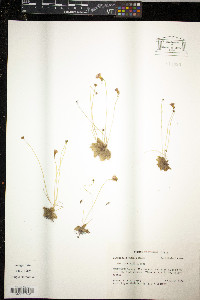 Pinguicula pumila image