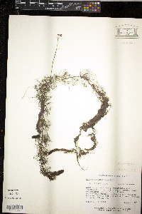 Utricularia geminiscapa image
