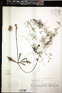 Utricularia inflata image