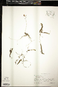 Utricularia intermedia image