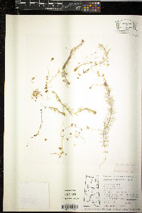 Utricularia intermedia image