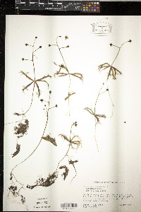 Utricularia radiata image