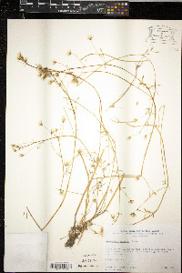 Limnanthes montana image