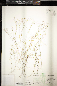 Linum catharticum image