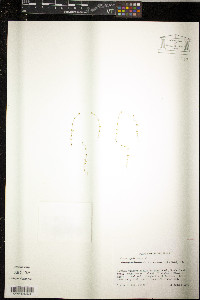 Linum catharticum image