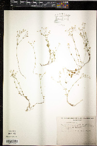 Linum catharticum image