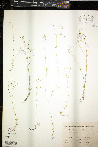 Linum catharticum image