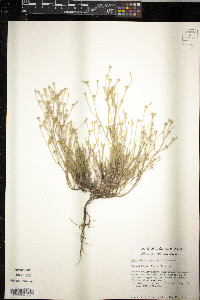 Linum imbricatum image