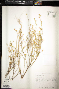 Linum rigidum image