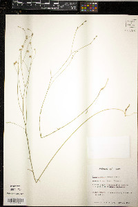Linum rupestre image