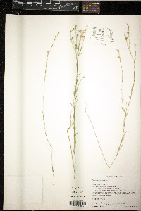 Linum sulcatum image