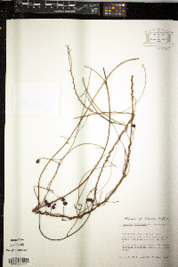 Cassytha filiformis image