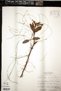 Cassytha filiformis image