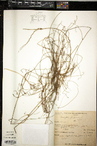 Cassytha filiformis image