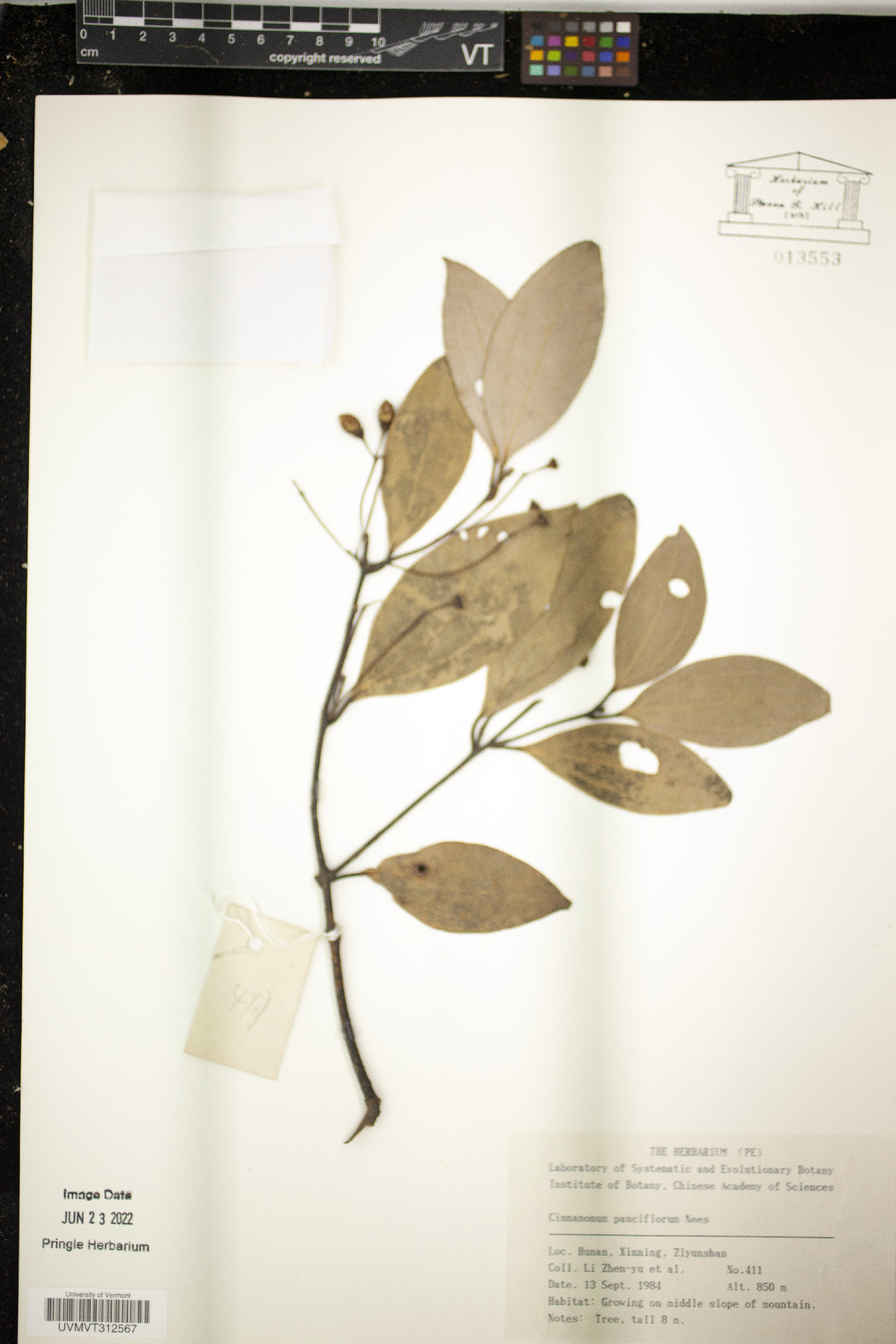 Cinnamomum pauciflorum image