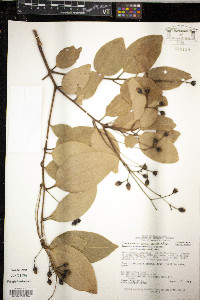 Cinnamomum verum image