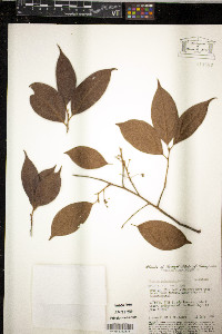 Licaria guianensis image