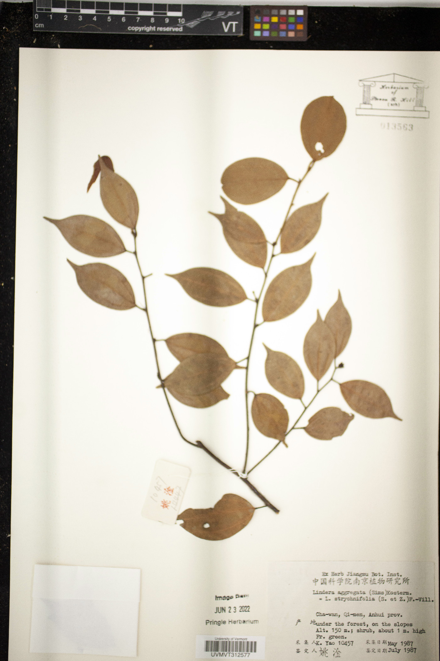 Lindera aggregata image