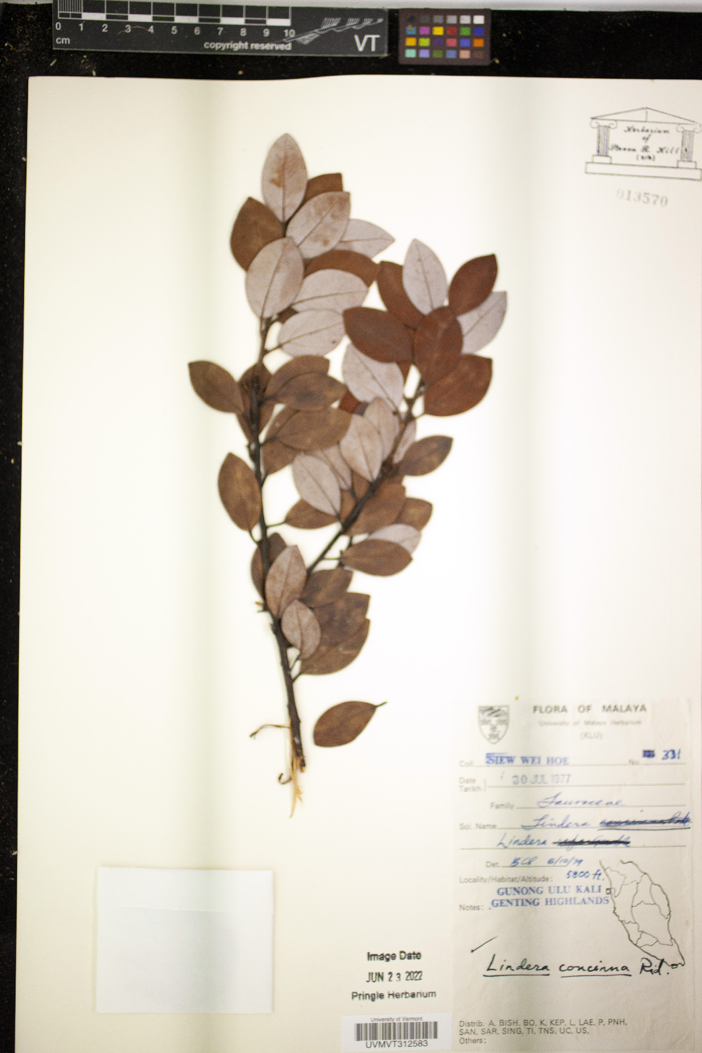 Lindera concinna image