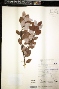 Media resource of Lindera concinna