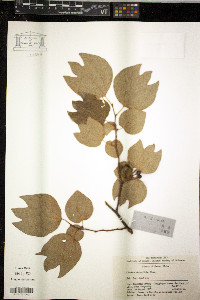 Lindera obtusiloba image