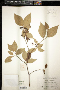 Lindera reflexa image
