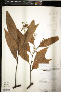 Nectandra acutifolia image