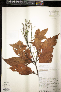 Nectandra crassiloba image