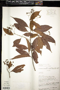 Media resource of Nectandra gracilis