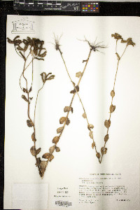 Mitreola sessilifolia image